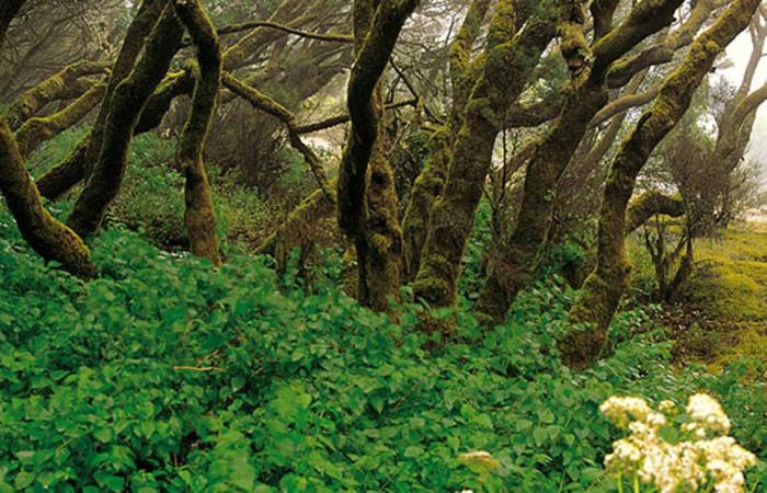 Finca Los Arcos Del Laurel Moya  エクステリア 写真