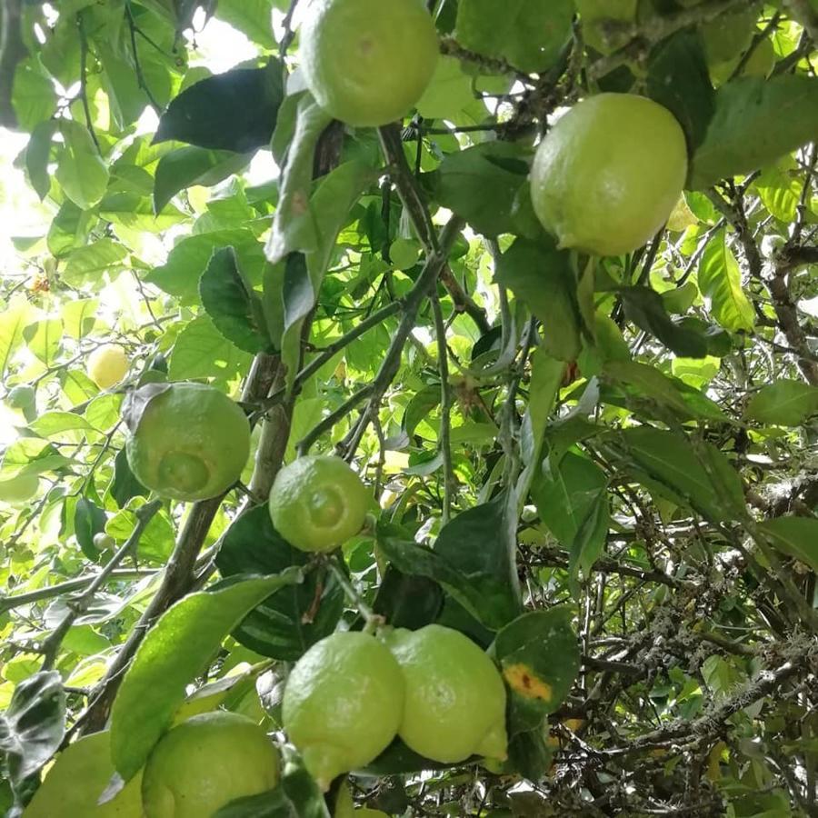 Finca Los Arcos Del Laurel Moya  エクステリア 写真