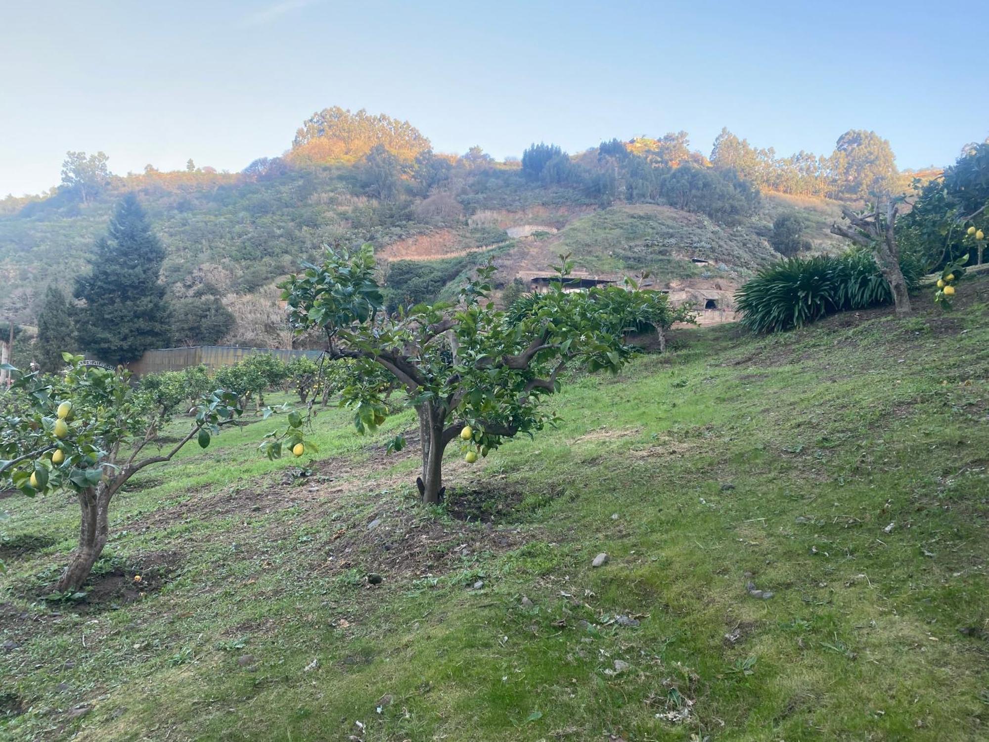 Finca Los Arcos Del Laurel Moya  エクステリア 写真