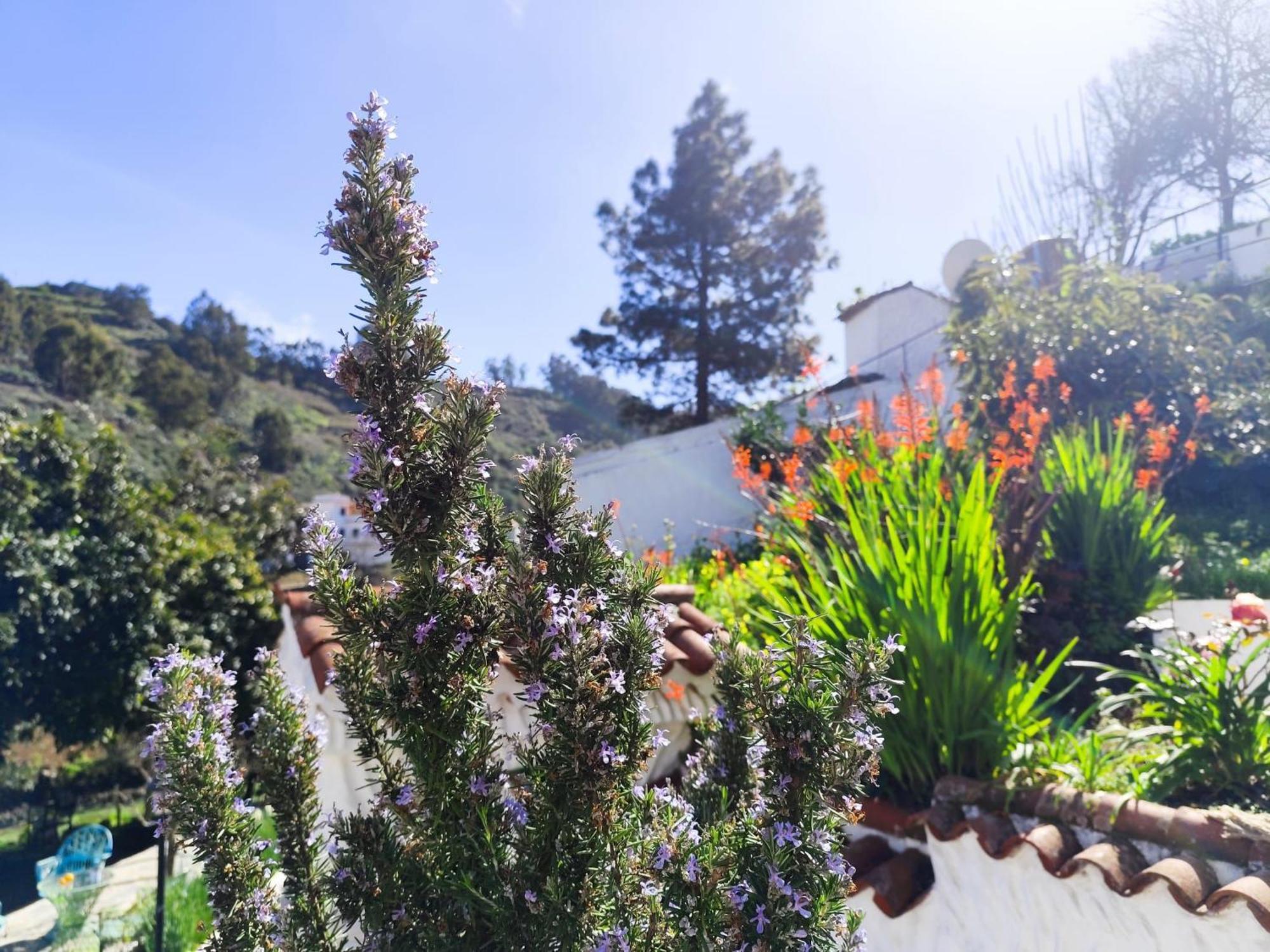 Finca Los Arcos Del Laurel Moya  エクステリア 写真