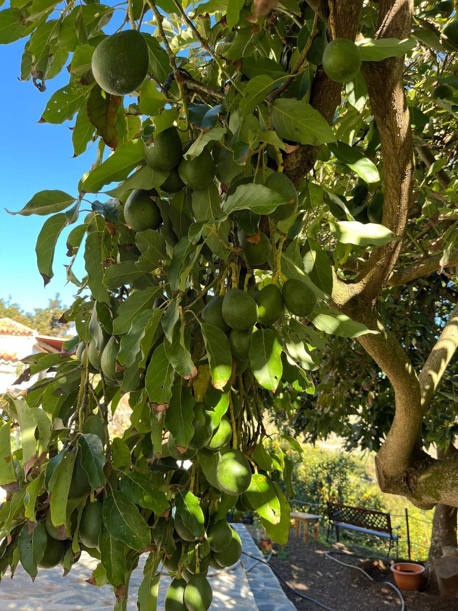 Finca Los Arcos Del Laurel Moya  エクステリア 写真
