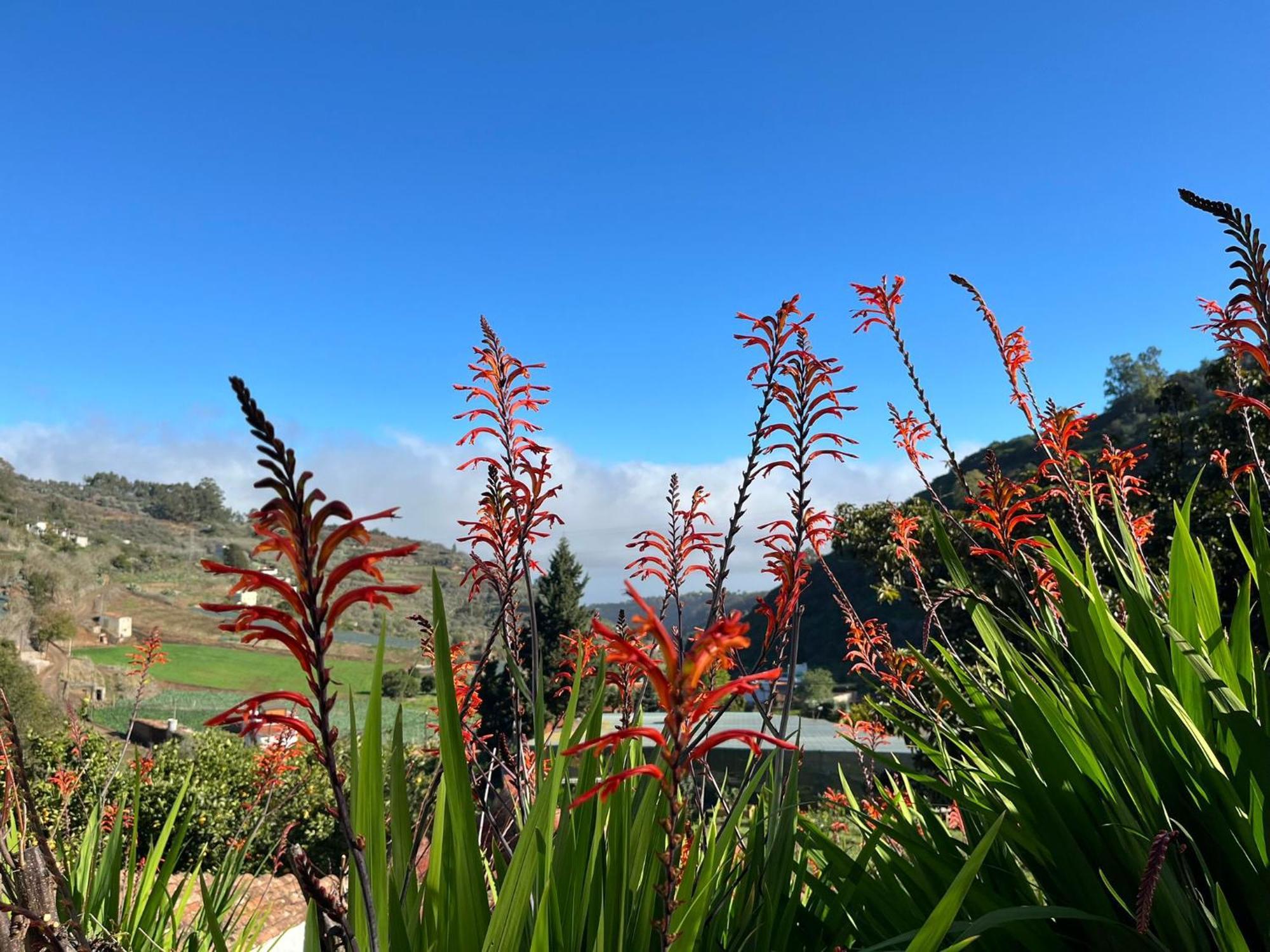 Finca Los Arcos Del Laurel Moya  エクステリア 写真