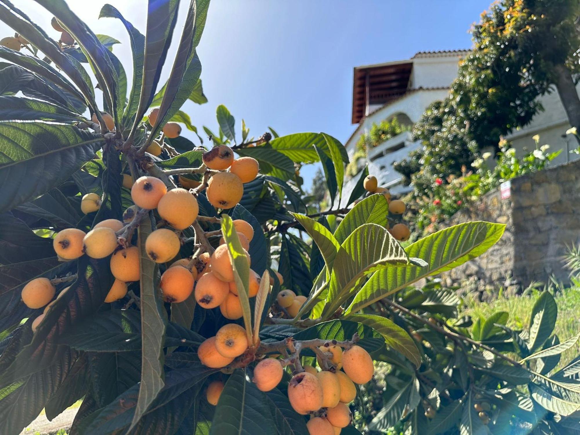 Finca Los Arcos Del Laurel Moya  エクステリア 写真