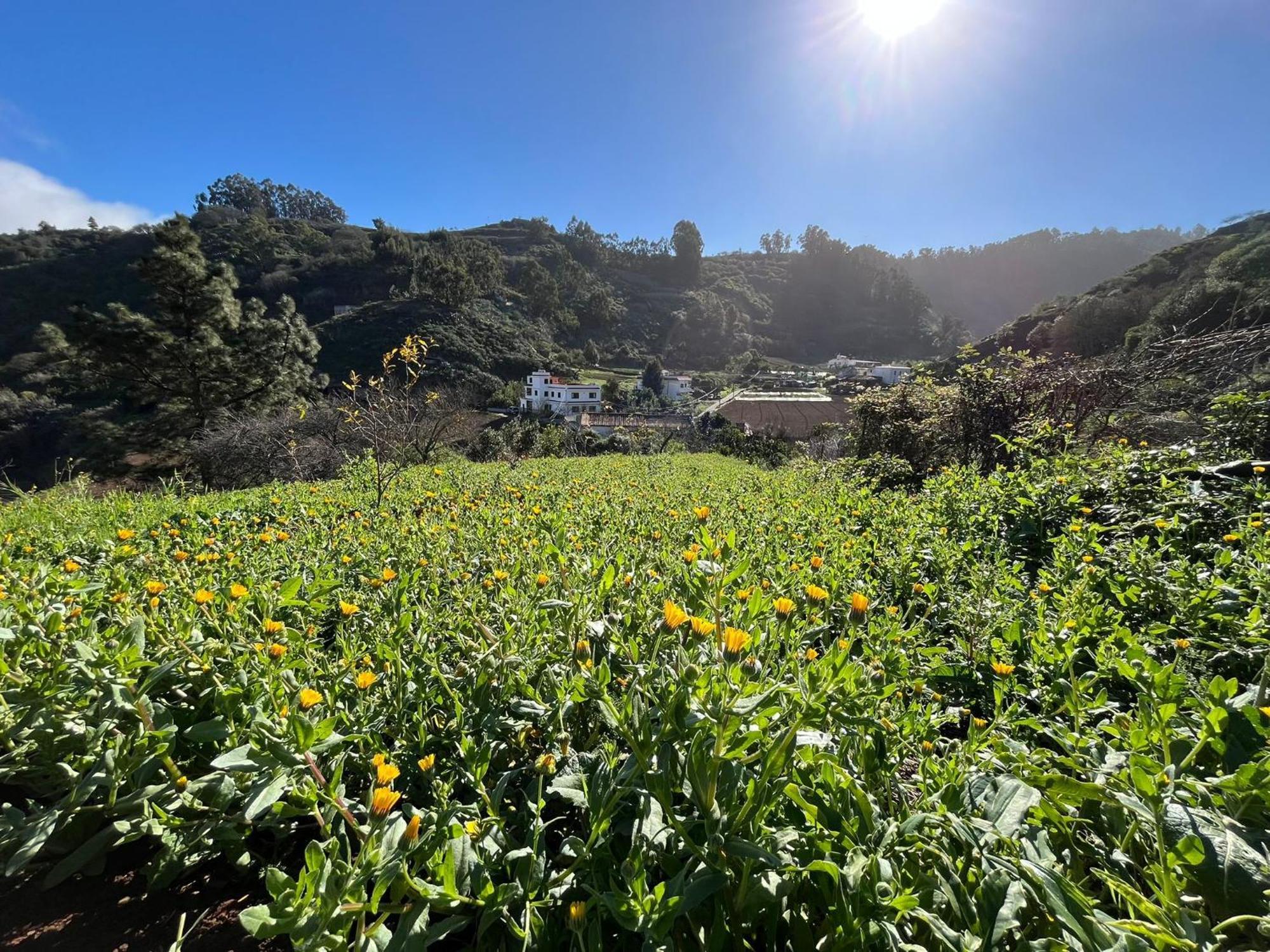 Finca Los Arcos Del Laurel Moya  エクステリア 写真